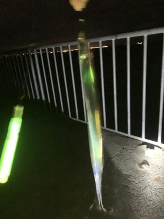 今年初の太刀魚