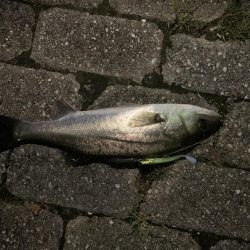 ナイトシーバス