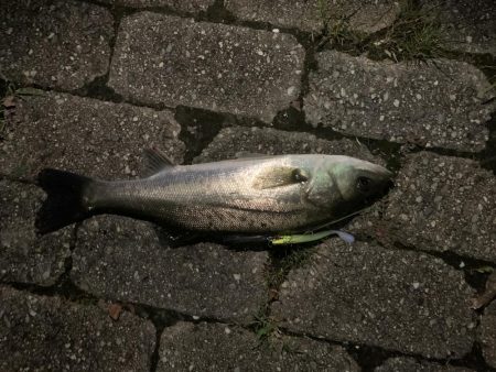 ナイトシーバス