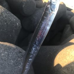 人生初太刀魚でした!