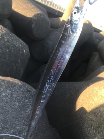 人生初太刀魚でした!