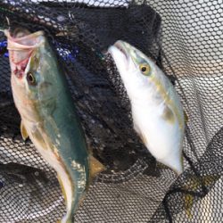 ライトジギング