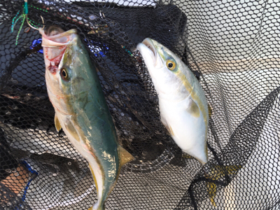 ライトジギング