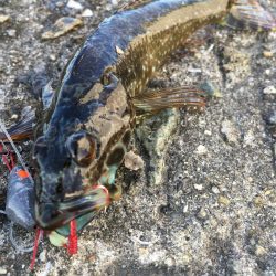 夏休みはキス、ガシラでスタート！