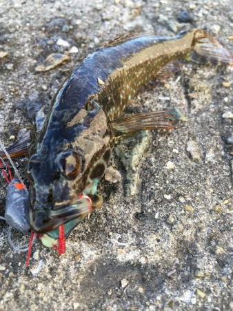 夏休みはキス、ガシラでスタート！