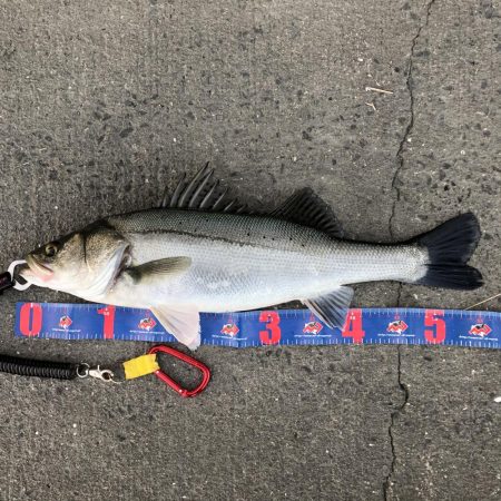 人生2本目のランカー