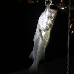 久々のきまぐれ遠征