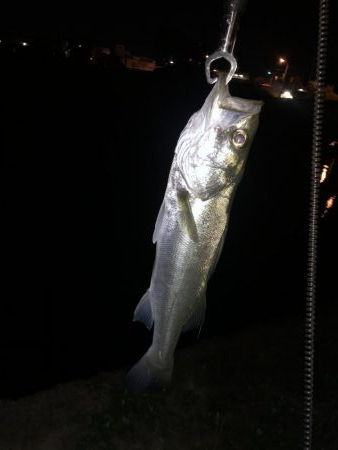 久々のきまぐれ遠征