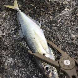 カマスまだいた