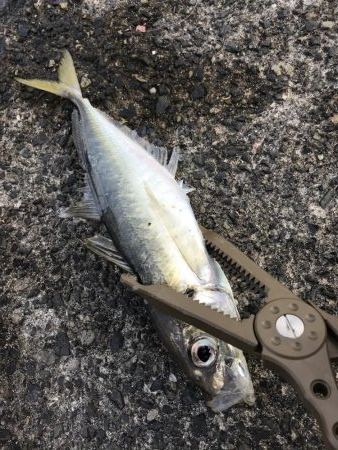 カマスまだいた