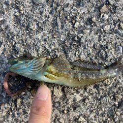 東二見人工島ヘチ釣り五目