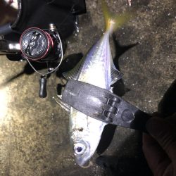 朝マズメアジング