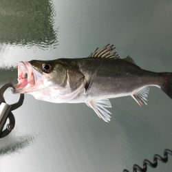 ベイトシーバス入魂