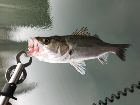 ベイトシーバス入魂