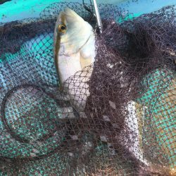 浅川沖でオオモンハタ