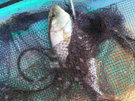 浅川沖でオオモンハタ