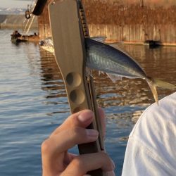 鱗付け淡路島アジング