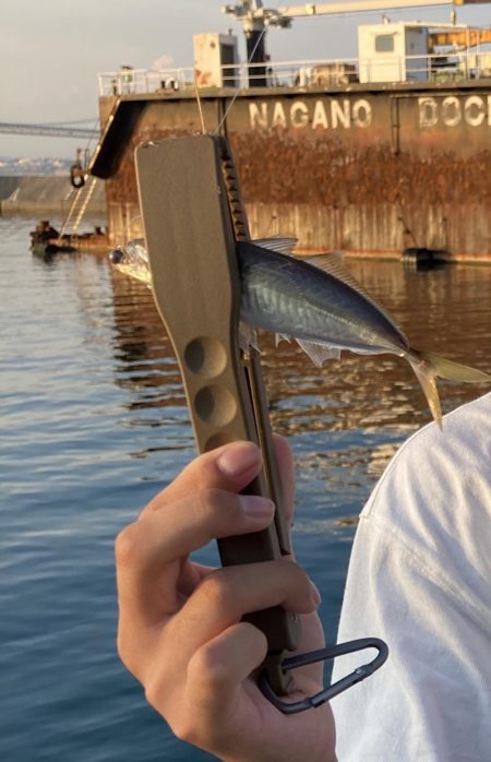 鱗付け淡路島アジング