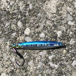 8月11日神戸空港青物