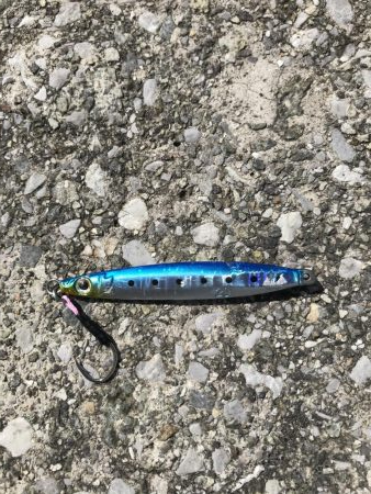 8月11日神戸空港青物