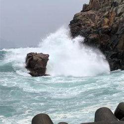 アコウは裏切らない