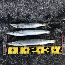 デカアジ・デカカマス