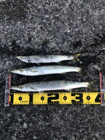 デカアジ・デカカマス