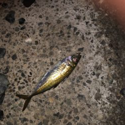 夜はアジング、朝はショアジギング