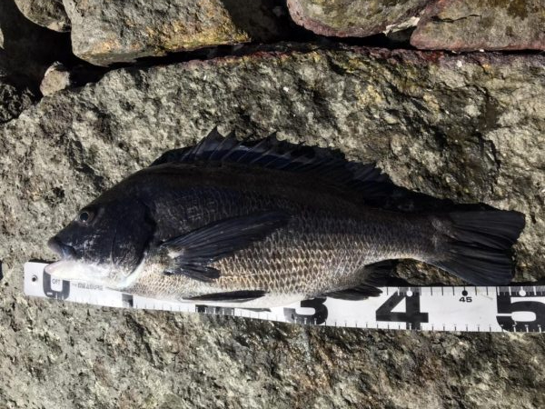 イチノ兄弟、釣果！