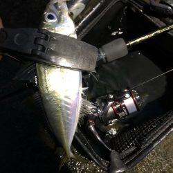 朝マズメアジング