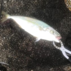 メジロ・ツバス