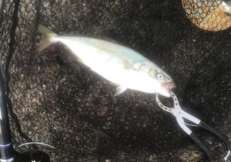 メジロ・ツバス