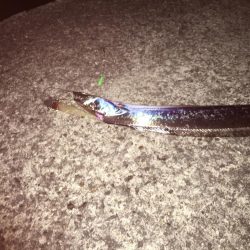 今季初タチウオ