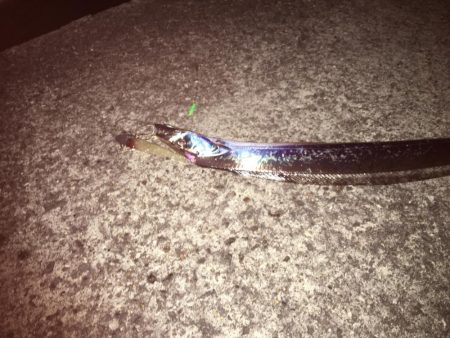 今季初タチウオ