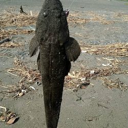 手前でマゴチくん