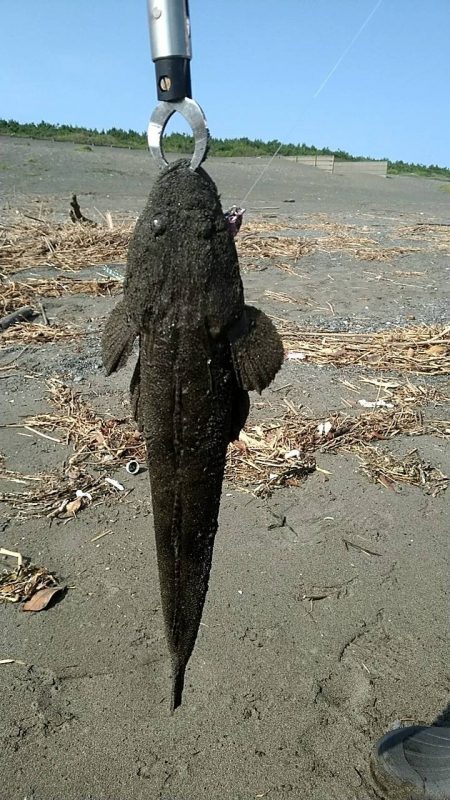 手前でマゴチくん