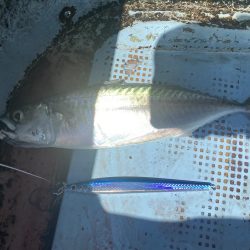 ハマチサイズ好調