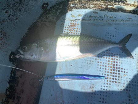 ハマチサイズ好調