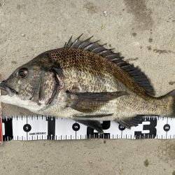 チニングでようやく本命！