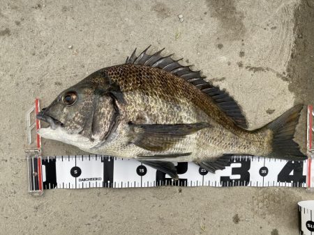 チニングでようやく本命！