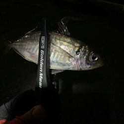 アジング(中アジ)