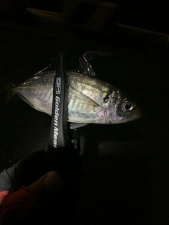 アジング(中アジ)