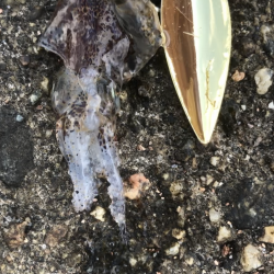 キトキトのサヨリ&過去最小アオリ