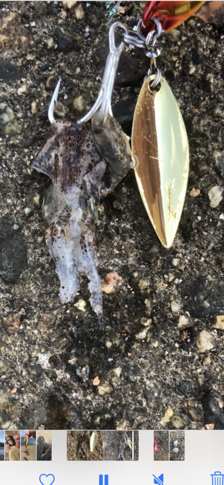 キトキトのサヨリ&過去最小アオリ