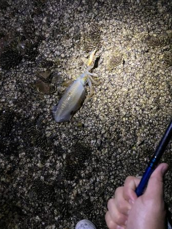 今年から始めたエギング第1号