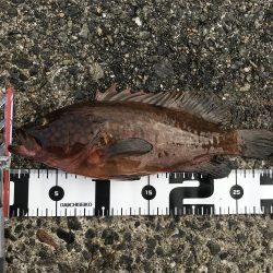 ライトショアジギング