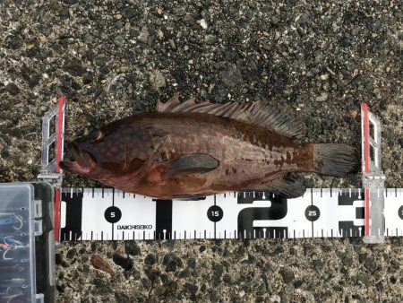 ライトショアジギング