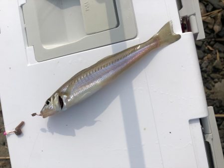 フグ祭り。。。