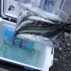 ジギングでカマス