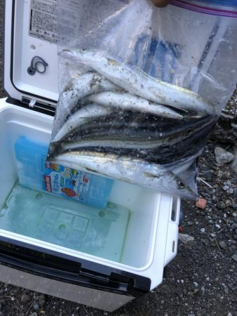 ジギングでカマス